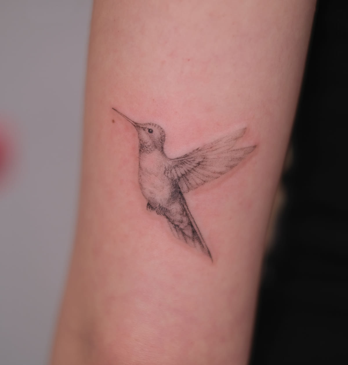 Hummingbird in soft grey shading, another view