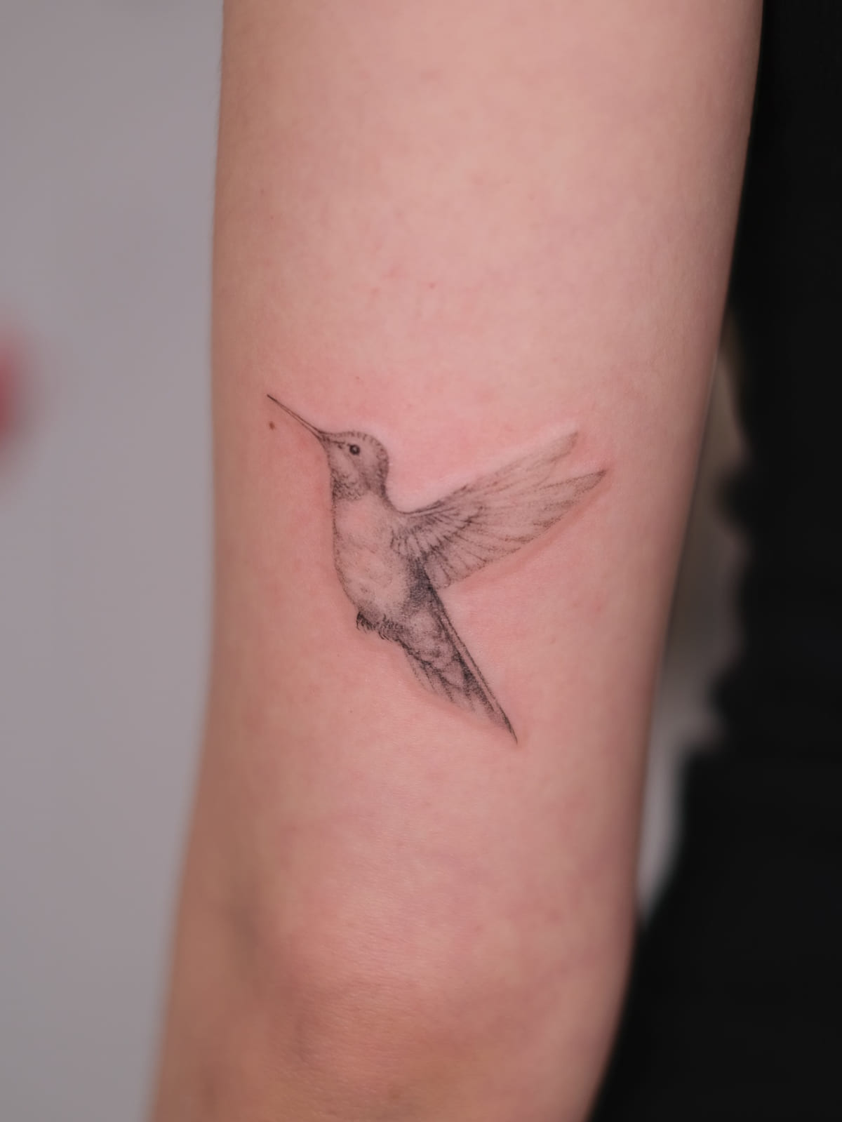 Hummingbird in soft grey shading, fine line tattoo