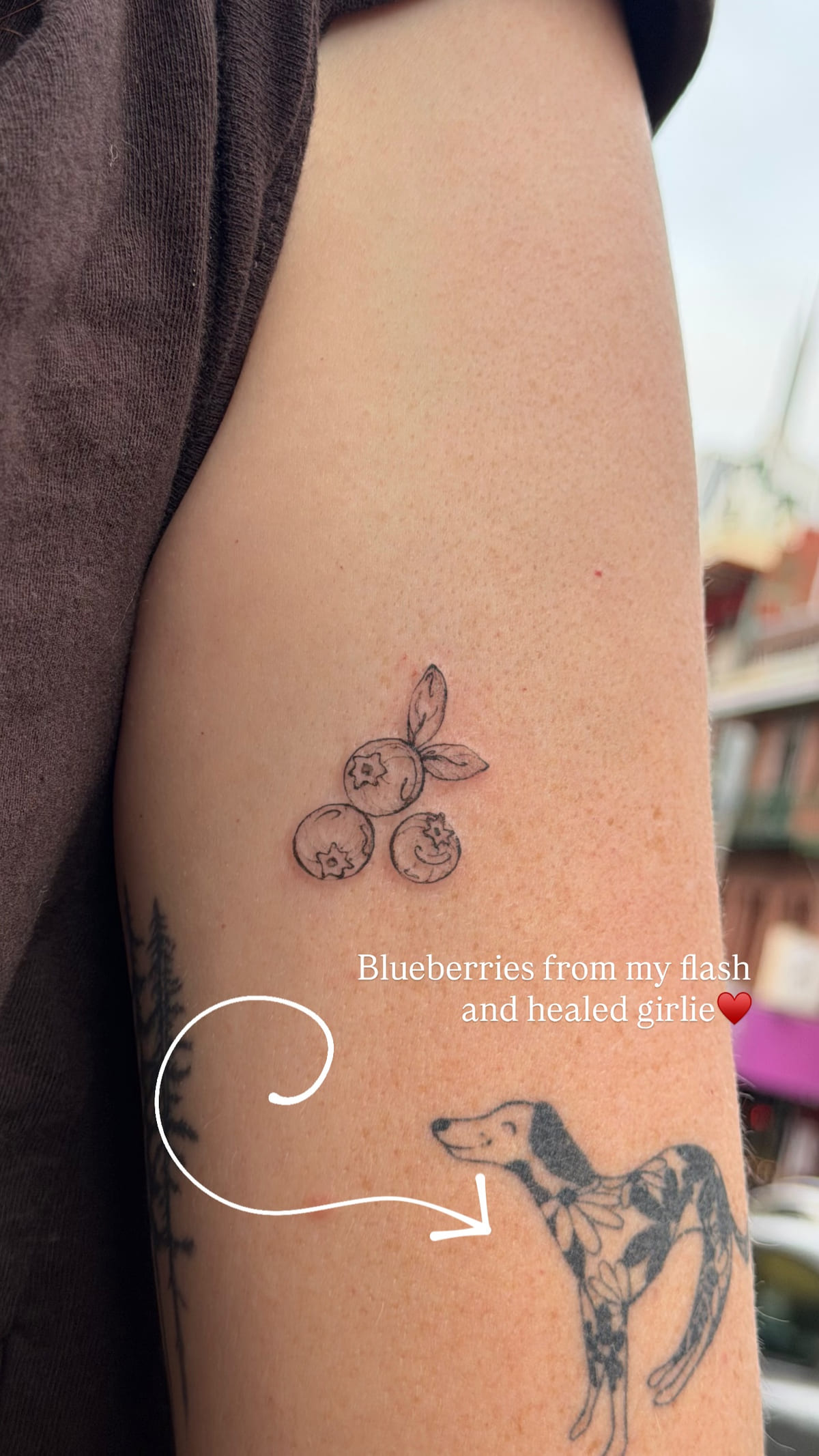 Dalmatian, healed under fresh blueberries, healed fine line tattoo