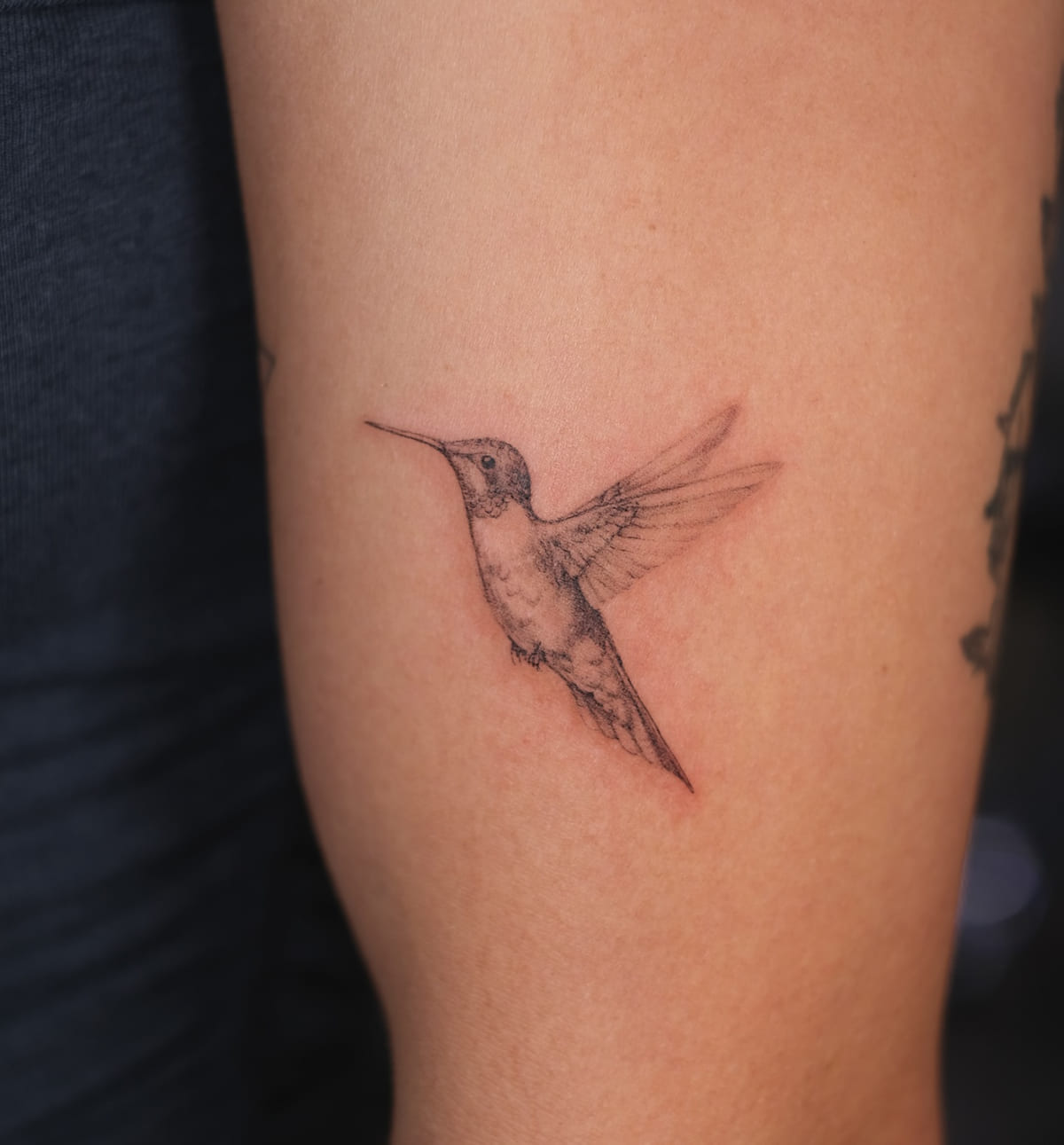 Hummingbird in soft grey shading, another view