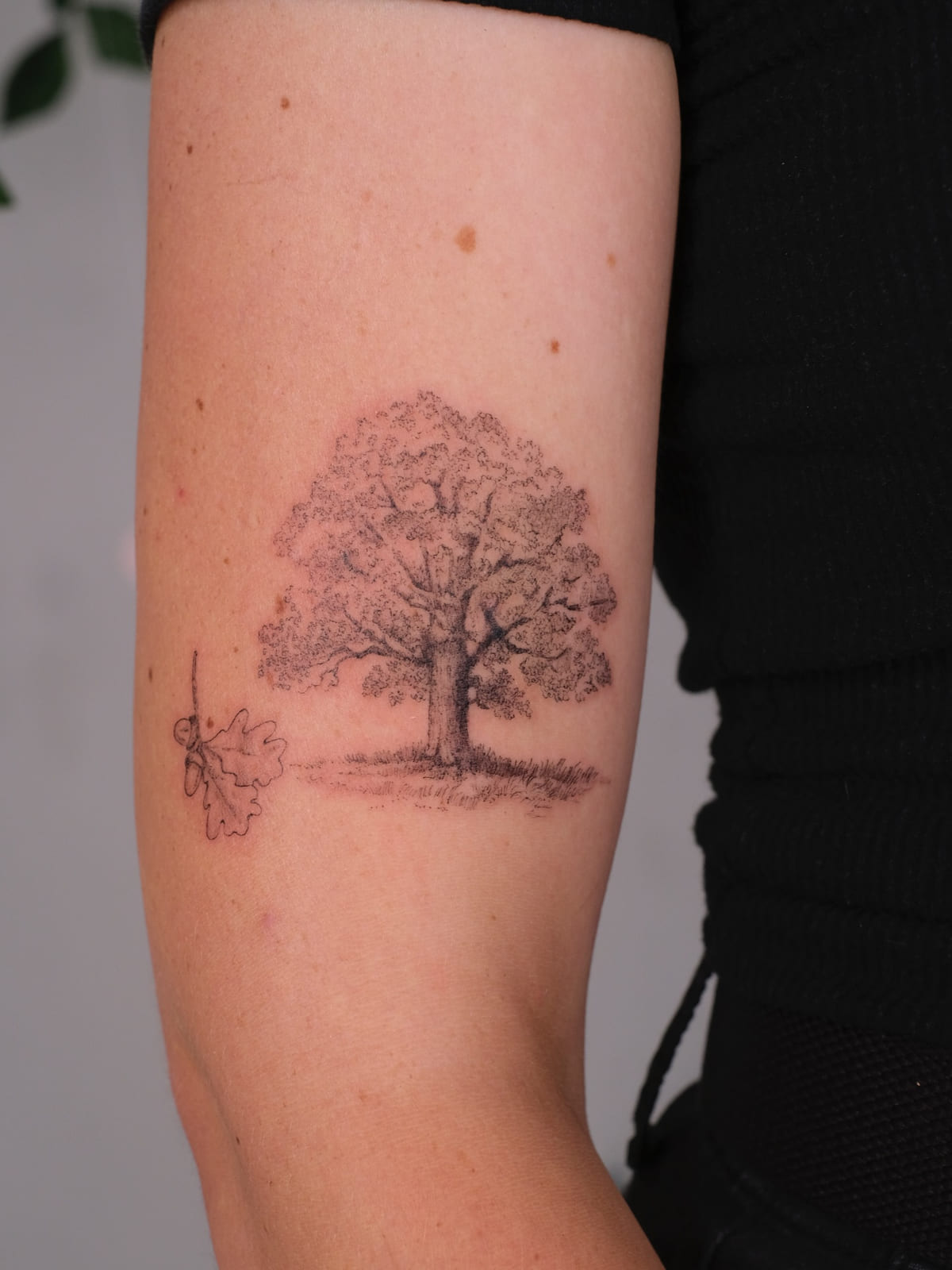 Oak tree with an oak leaf beside it, micro realism, fine line tattoo