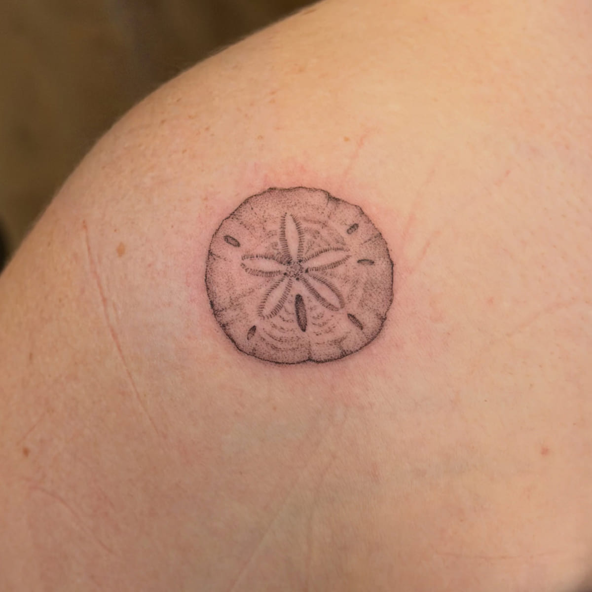 Sand dollar, stippled, another view
