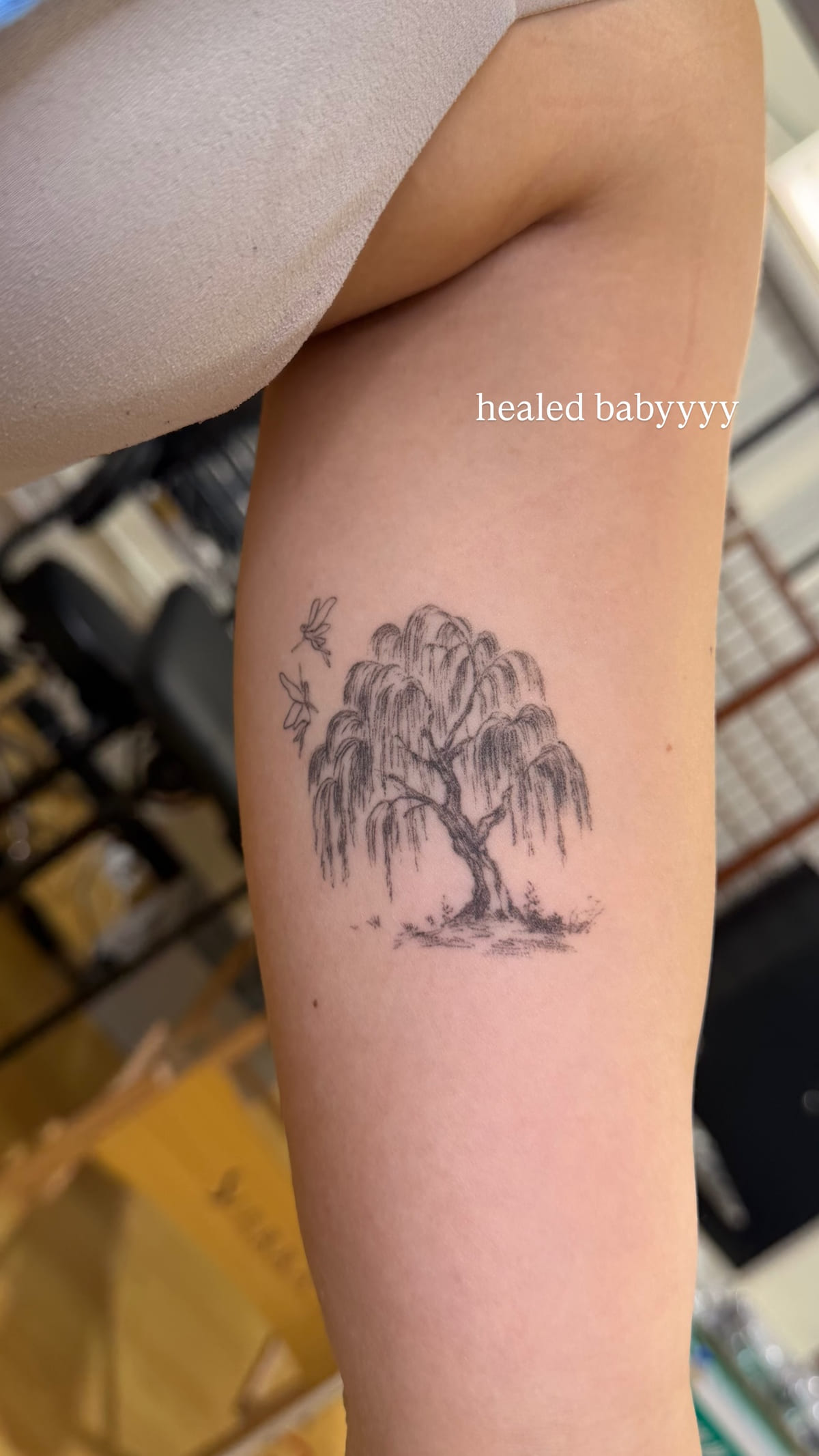 Willow tree in micro realism, healed fine line tattoo
